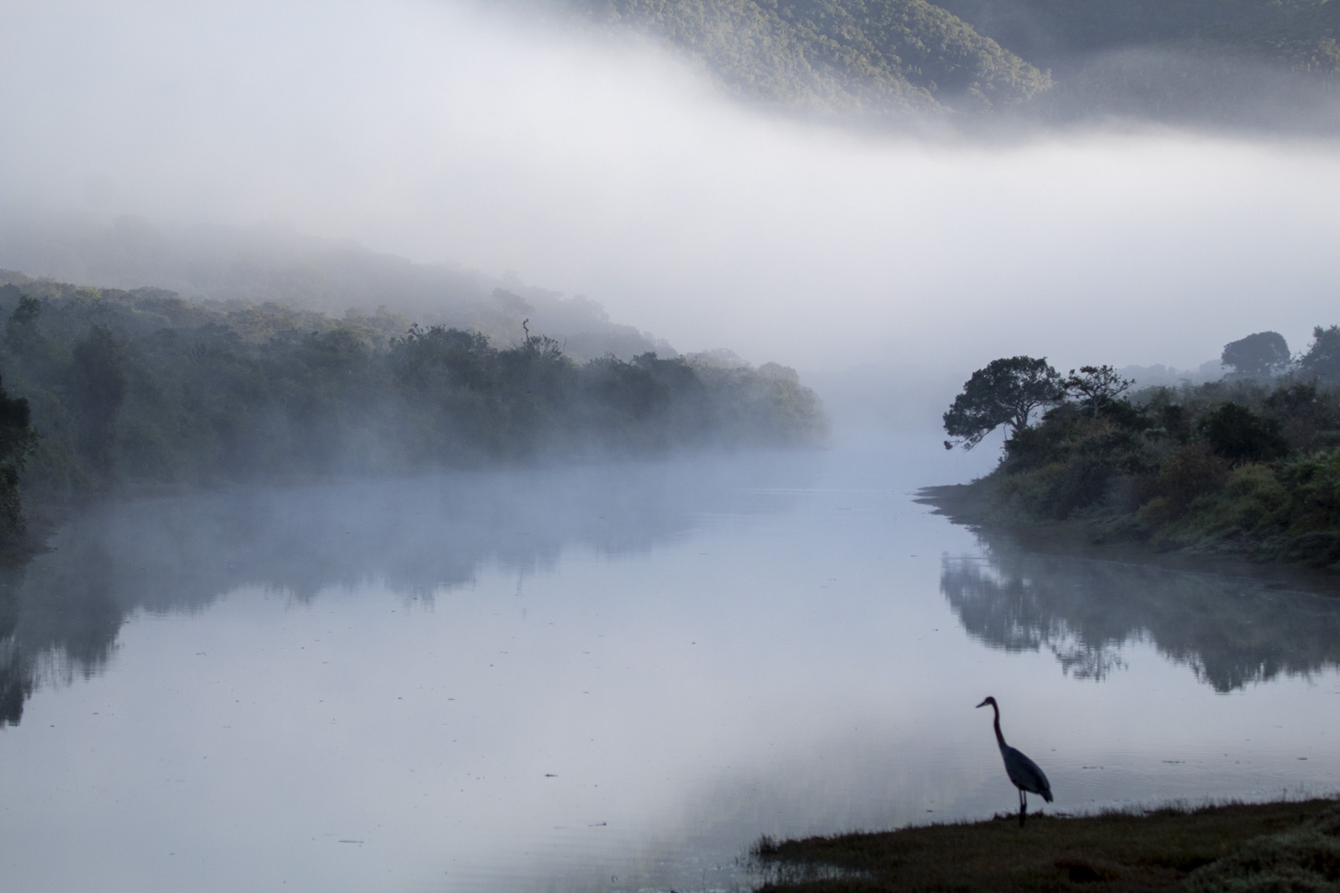 Heron on the misty river.jpg